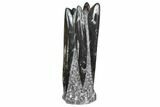 Tall Tower Of Polished Orthoceras (Cephalopod) Fossils #138375-1